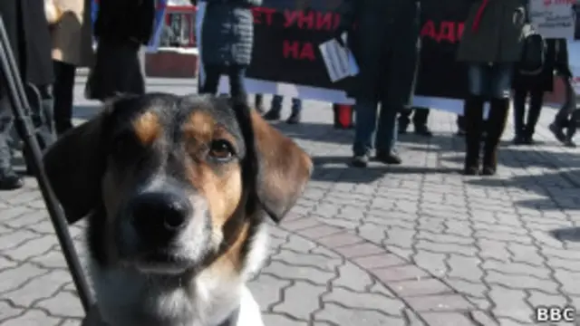 В субботу в Казани вновь прошел митинг против убийства бездомных собак