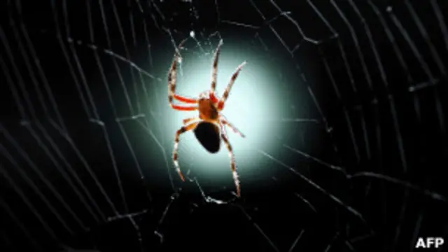 Araña en su telaraña