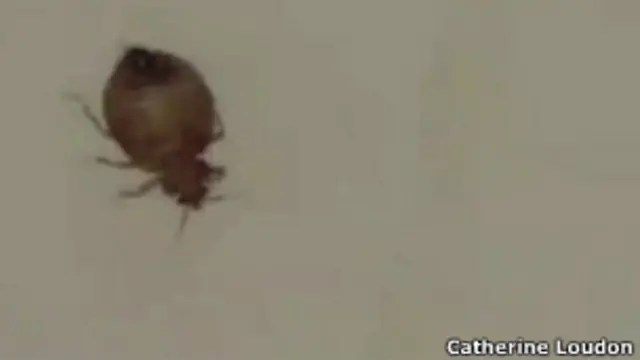 Chinche en material sintético