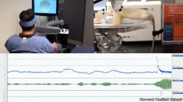 Interfaz hombre-rata