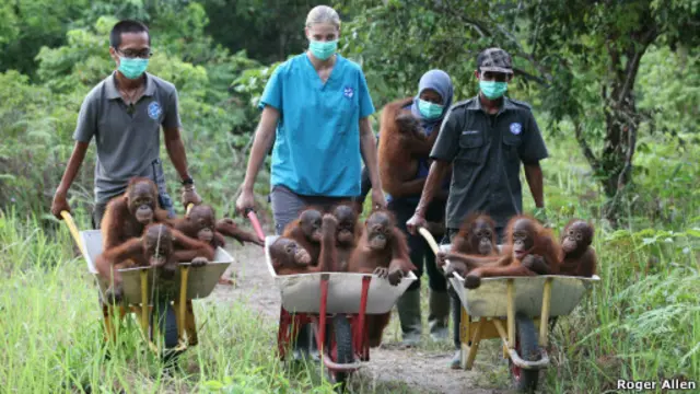 Bebês orangutangos | Foto: Roger Allen