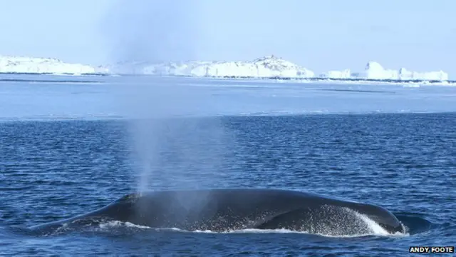 Ballena de Groenlandia