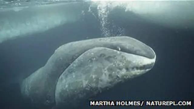 Ballena de Groenlandia