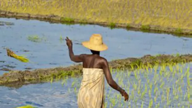 विशेषज्ञों का कहना है कि गड़बड़ खेती करने के तरीकों में है