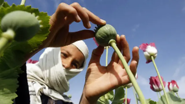 در بخش هایی از بدخشان مردم به طور مخفیانه خشخاش زرع می کنند