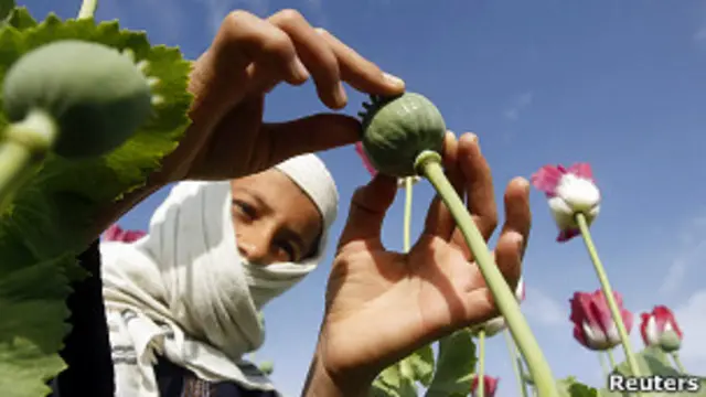 Мальчик на маковой плантации, провинция Нангархар, Афганистан