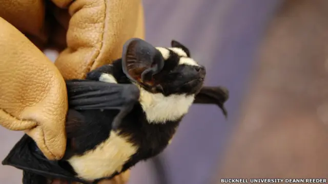 Científico sostiene a murciélago blanco y negro, clasificado en el nuevo grupo Niumbaha