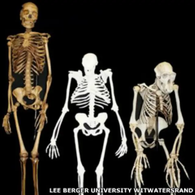 Imagem mostra espécie comparada com o esqueleto de homem atual e de chimpanzé