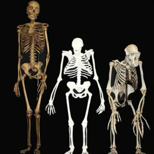 Australopithecus sediba