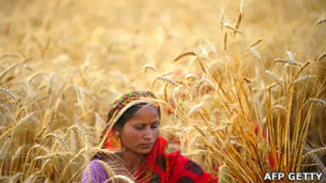 Mujer cosechando trigo