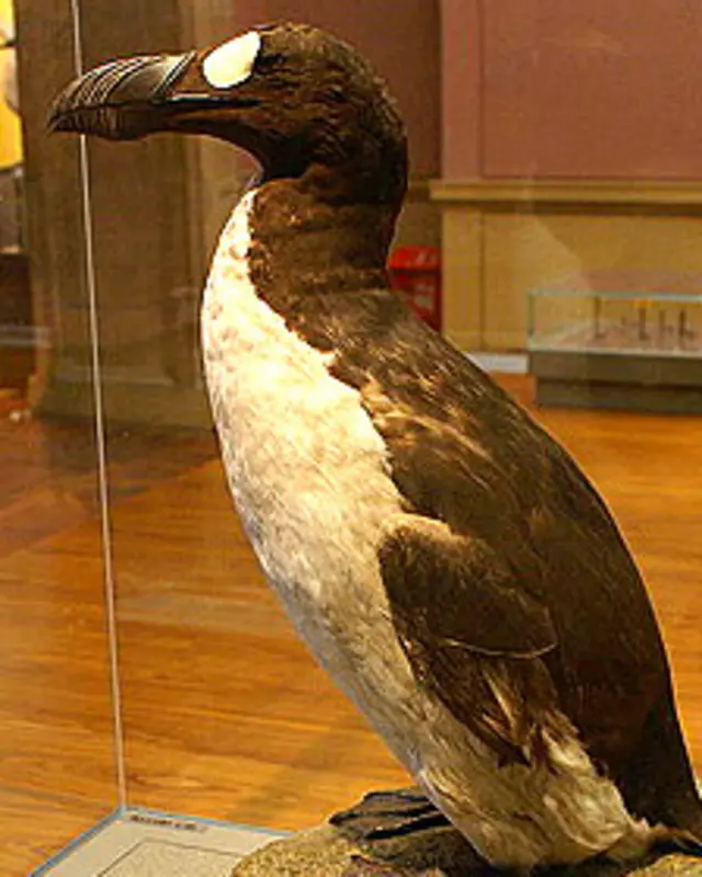 Alca gigante, ave embalsamada