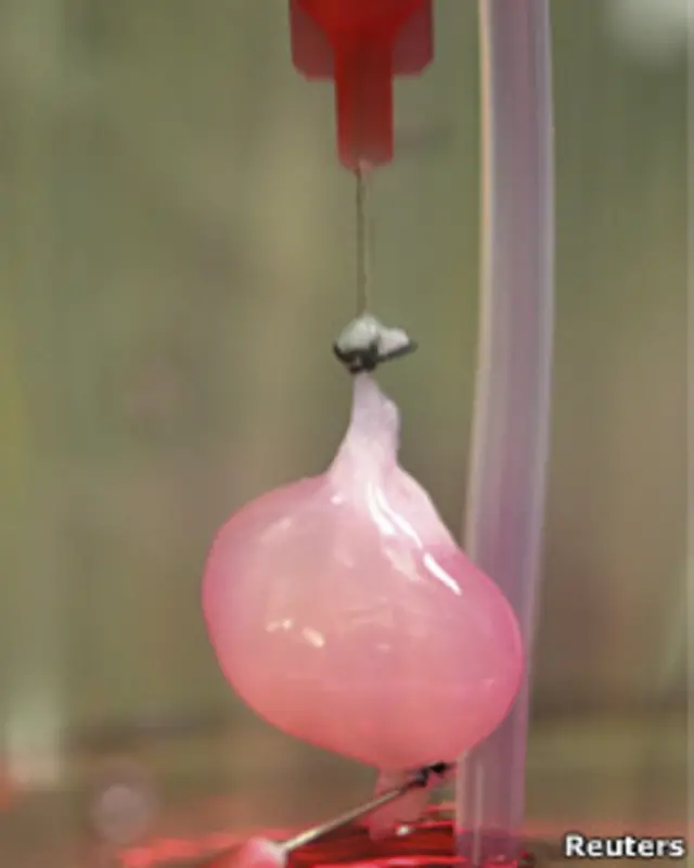 کلیه پس از سوار کردن سلولهای پرورش یافته در آزمایشگاه بر روی داربست آن