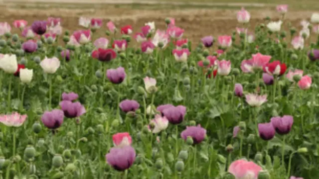 چارواکي وايي دا ځل به له هغو کرونده ګرو سره مرسته وشي چې د نشه يي توکو په کرلو کې مستقیماً لاس لري