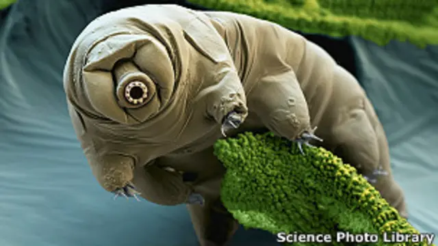 Oso de agua o tardígrado