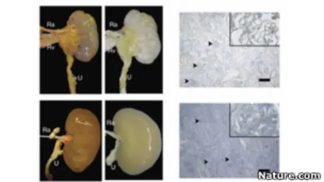 böbrek ile ilgili çalışmalara ilişkin bir kare