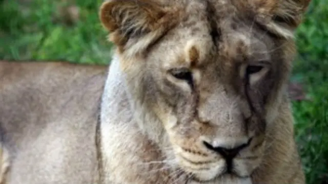 गुजरात के गीर में 400 के करीब एशियाई शेर हैं