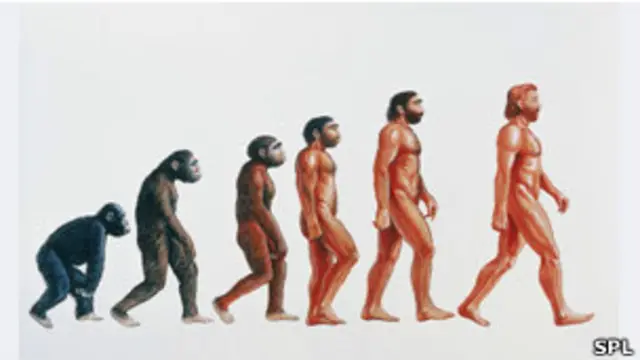 Gráfico de la evolución del Homo sapiens