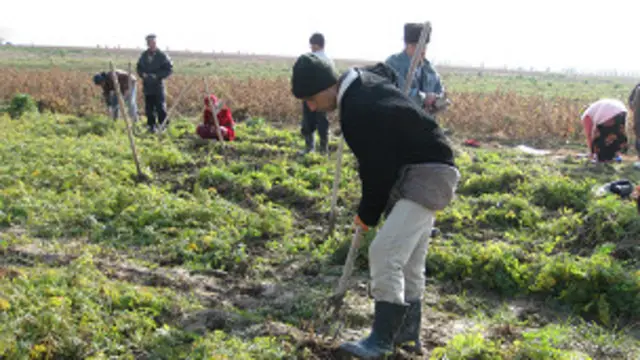 Шаҳарларда ўзбеклар савдо билан банд, қишлоқларда кўпчилик деҳқончилик қилади