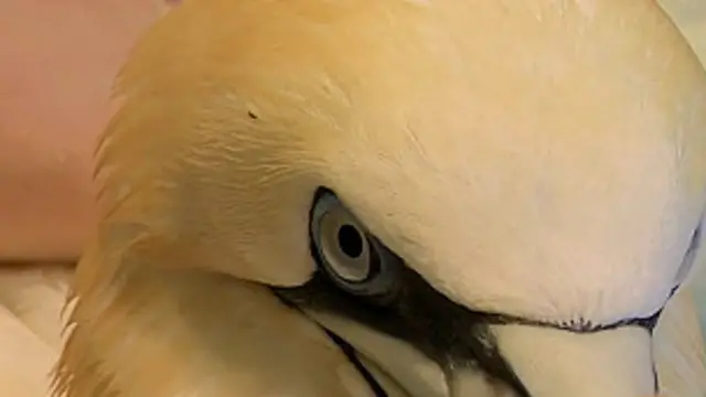 Ganso-patola em close up (crédito: BBC)