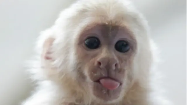 Mono de Justin Bieber