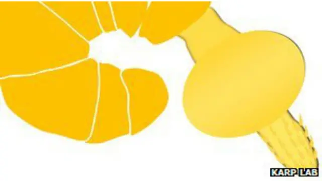 یہ پٹی کا خیال ایک ایسے کیڑے کو دیکھ کر آیا جس کی سوئیاں جلد میں پیوست ہونے کے بعد پھول جاتی ہیں