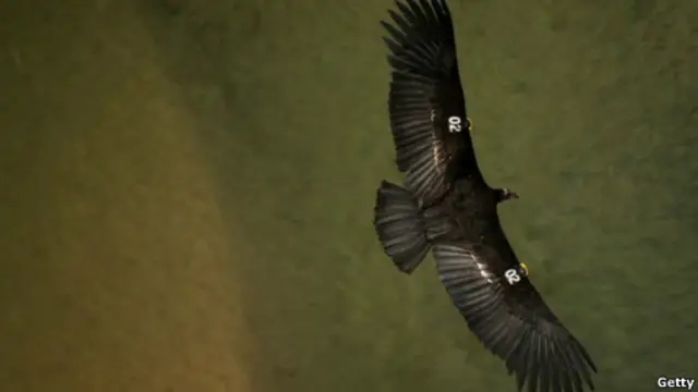 California Condor | Foto: Getty