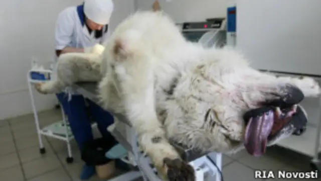 кастрация пса