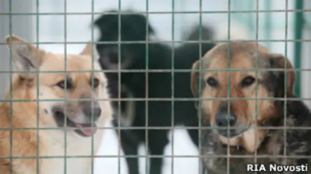 Приют для бездомных животных в Руднево