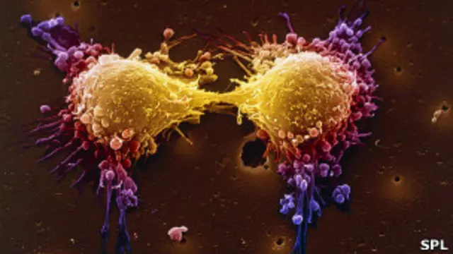 Деление раковых клеток