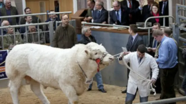 वेक्सर नाम का ये सांड 90 लाख रुपए में बिका.