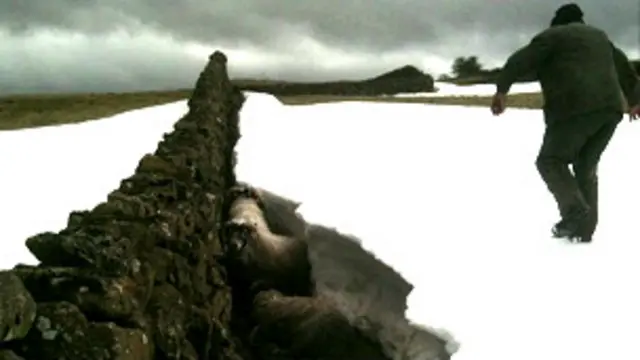 Carneiros presos na neve com fazendeiro do lado (crédito: BBC)