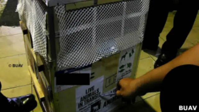 Linh trưởng được chuyên chở qua đường hàng không để làm thí nghiệm