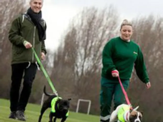 अवारा कुत्ते