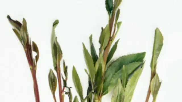 كينيا تناشد بريطانيا بعدم حظر نبات القات