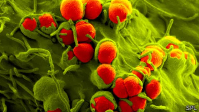 Bacteria de la gonorrea