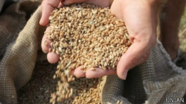 Вродило як ніколи, але це не вплине на ціни