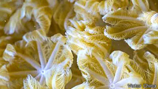 Coral Xeniidae, de la familia de los Heteroxenia