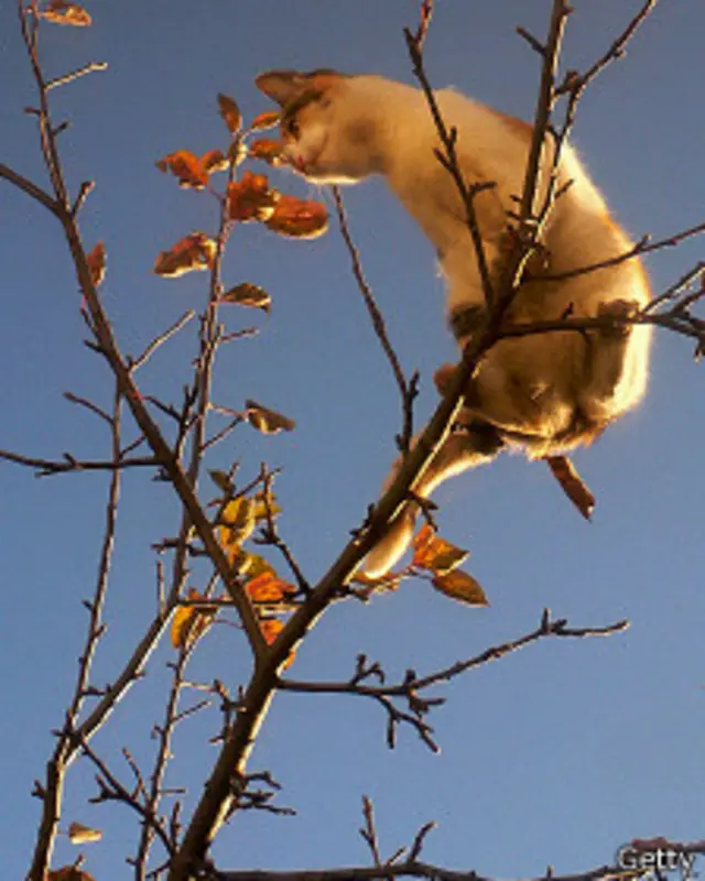 Para los economistas, la crisis es como un gato que no han podido bajar del árbol.
