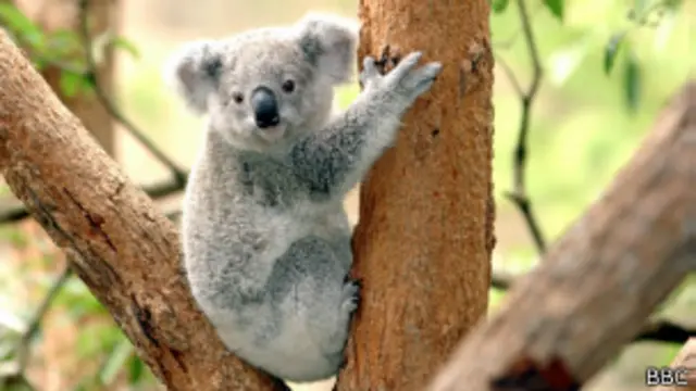 Koala en un zoo de Australia