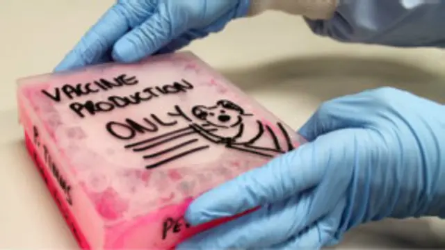 Vacuna contra la clamidia en los koalas