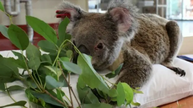 Koala convalesciente en un hospital australiano