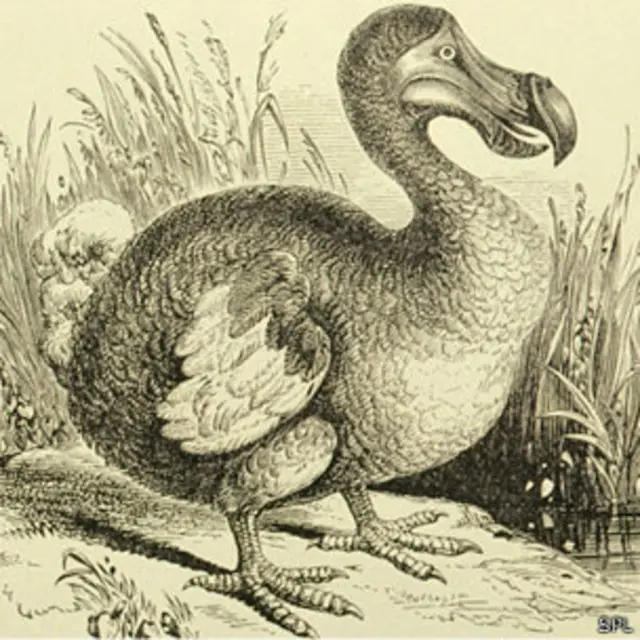 dodo