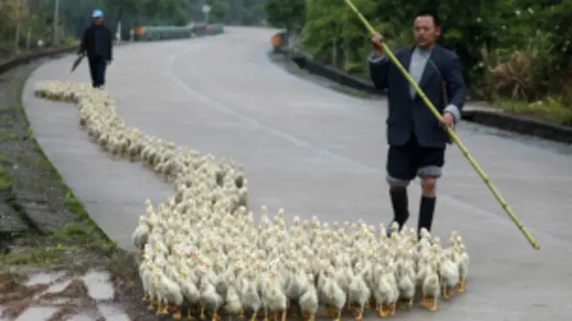 چارواکي وايي خلک په دغه وېروس له کورونیو چرګانو سره د تماس له امله ککړېږي.