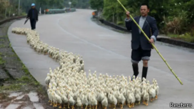 चीन में बर्ड फ़्लू