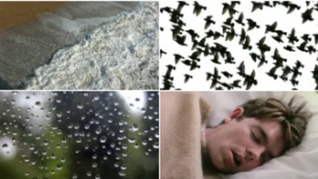 Transmissão traz desde roncos até cantos de pássaros