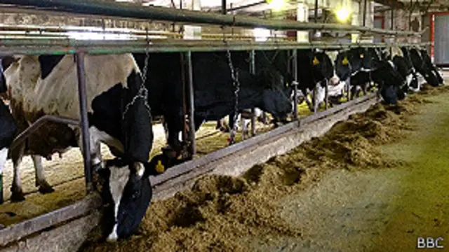 Сегодня в совхозе имени Ленина насчитывается 390 коров