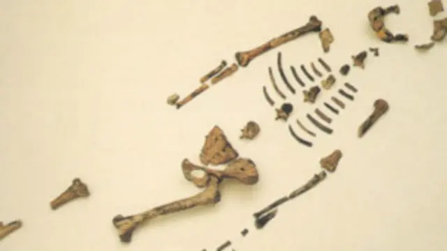 le squelette de Lucy