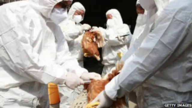 gripe aviária (foto: Getty Images)