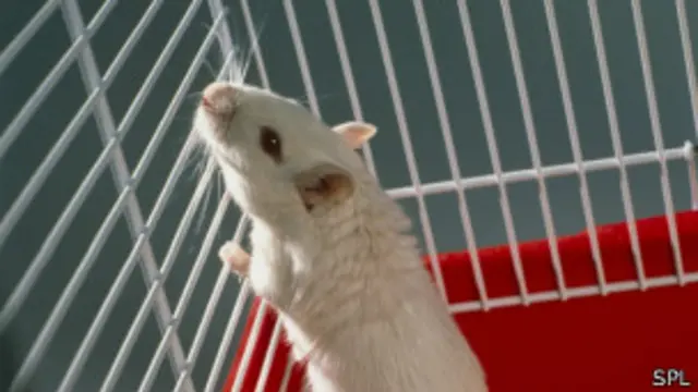 Tikus di laboratorium