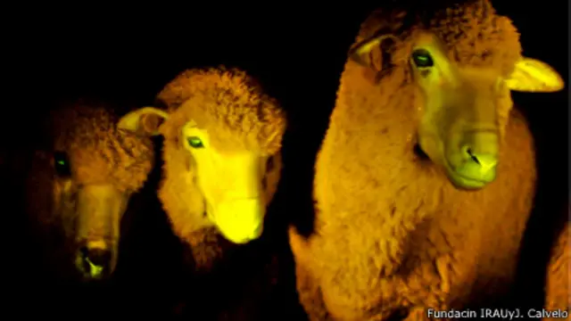 Ovejas transgénicas